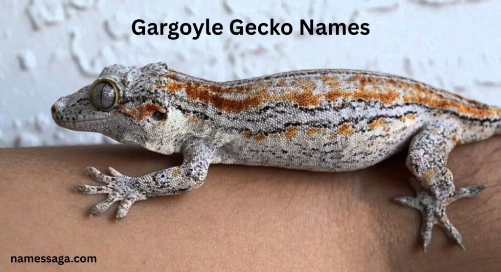 Gargoyle Gecko Names